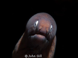 White eyed Moray taken in Bali on the east coast near Tul... by John Gill 